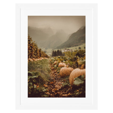 Champ de citrouilles au coucher du soleil