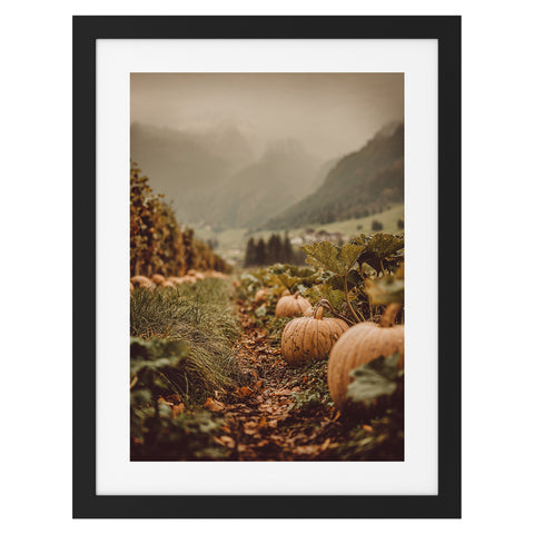 Champ de citrouilles au coucher du soleil