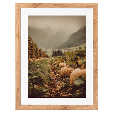 Champ de citrouilles au coucher du soleil