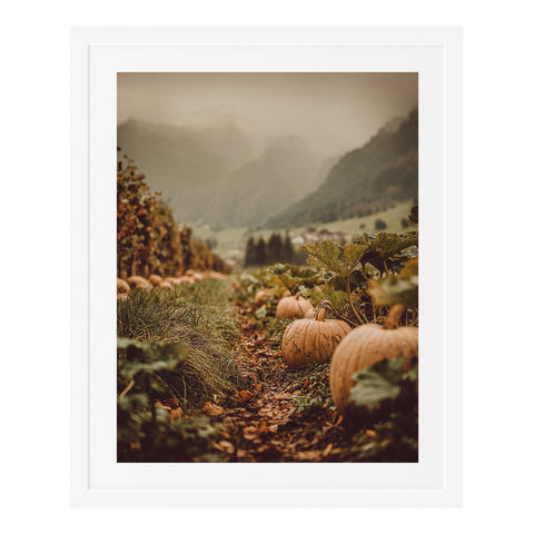 Champ de citrouilles au coucher du soleil