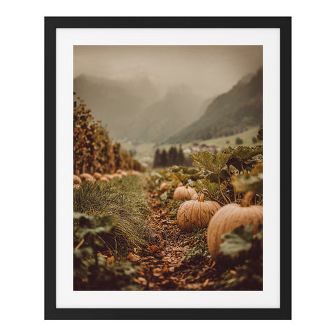 Champ de citrouilles au coucher du soleil