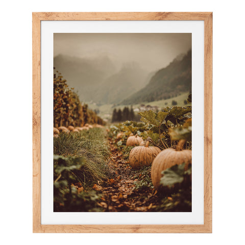 Champ de citrouilles au coucher du soleil